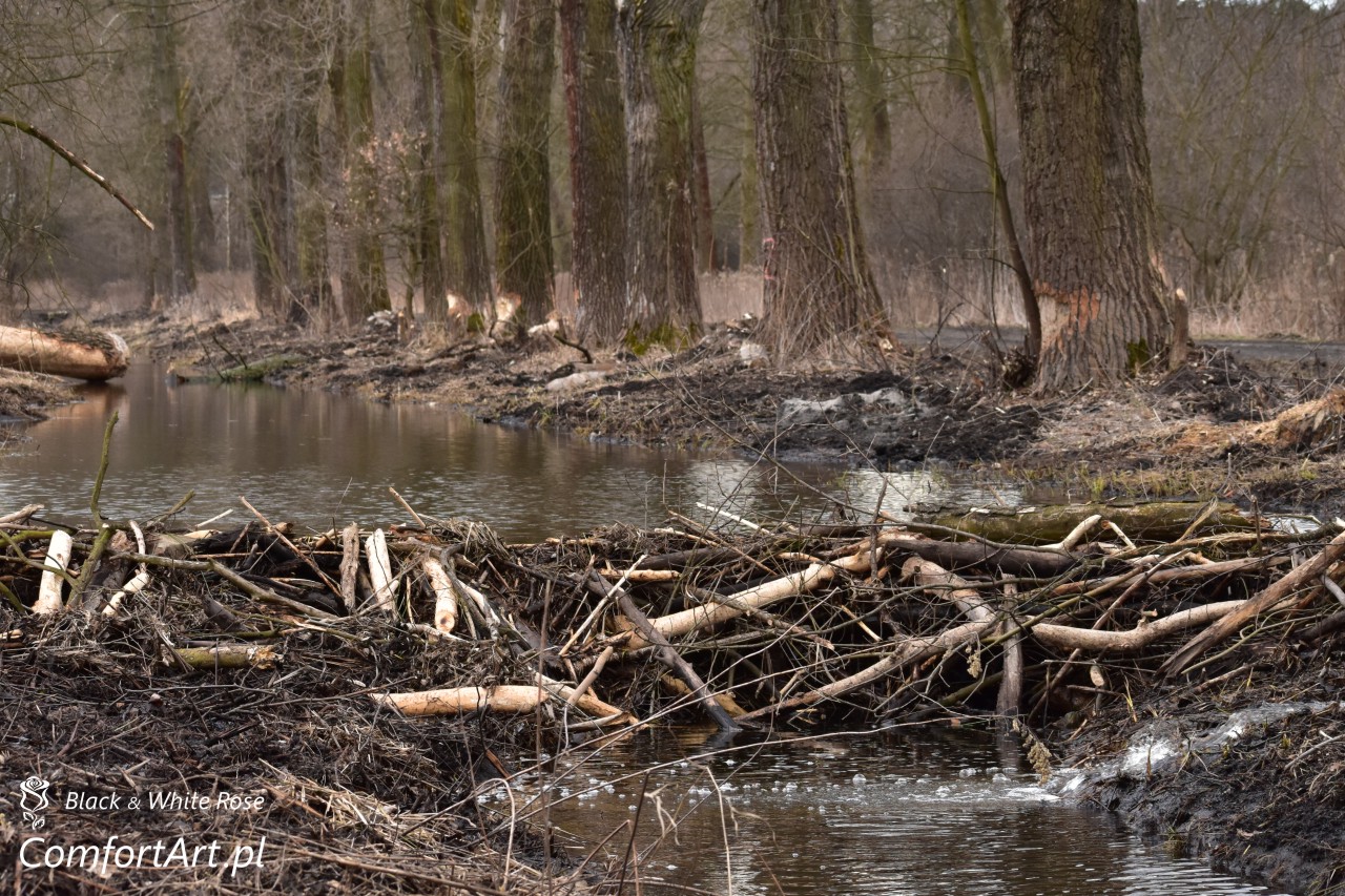 Torfowisko Wielkie Błoto żeremie